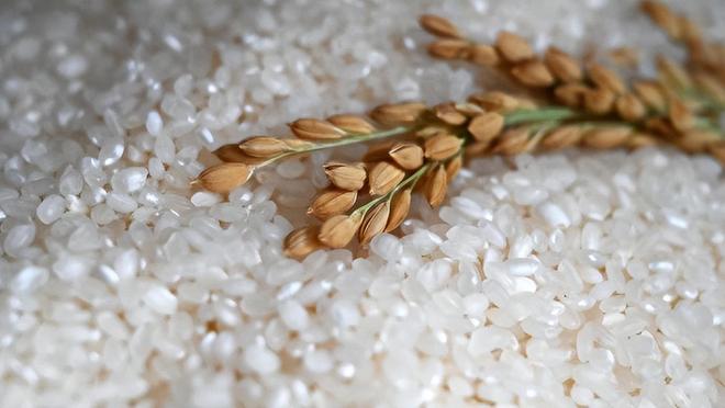 生午餐”居然也能让日本人破大防！pg电子模拟器试玩薛剑分享“学(图16)