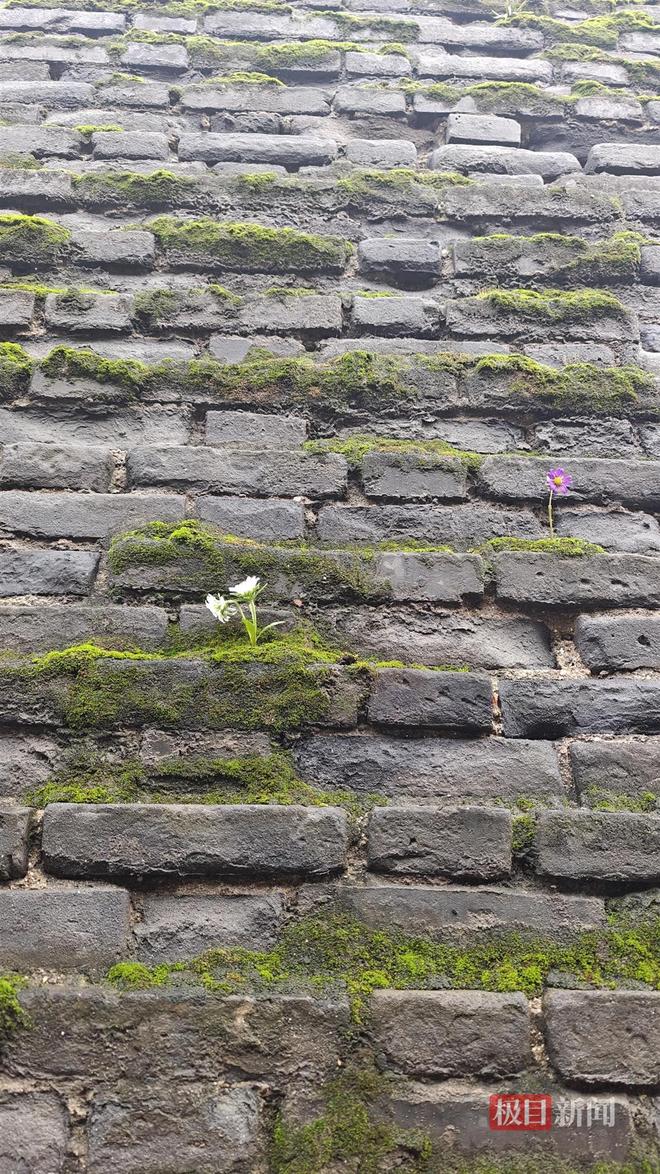 长蘑菇大雁塔受潮城墙布满青苔气象局解释成