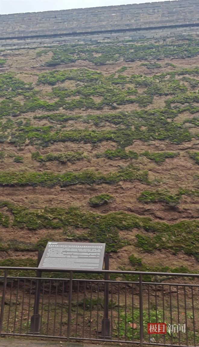 长蘑菇大雁塔受潮城墙布满青苔气象局解释成因pg电子中国网站西安连续一个多月降雨遍地(图4)